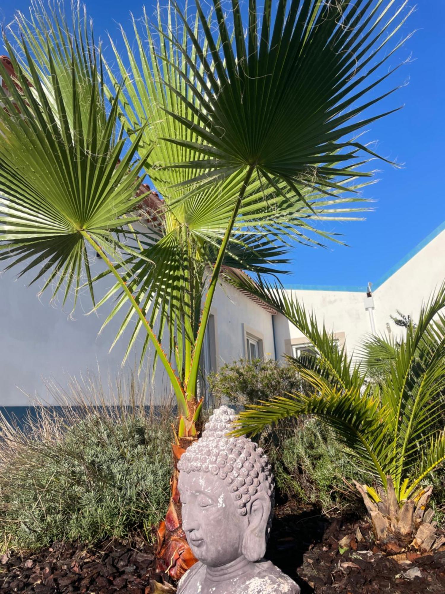 Joia Da Casa Villa Sobral  Eksteriør billede